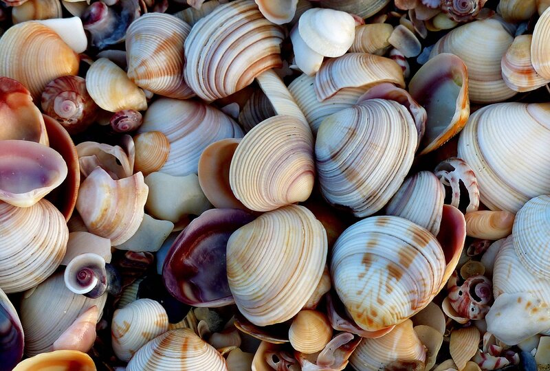 Assorted Seashells — Beige, Natural, Afternoon, Photograph