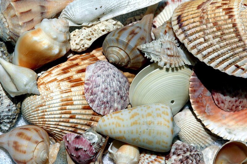 Assorted Seashells — Beige, Natural, Afternoon