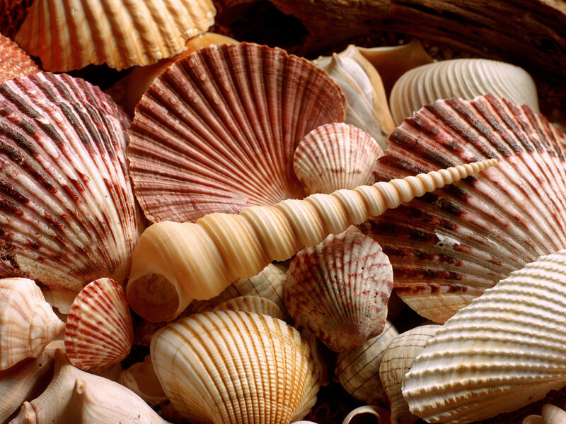 Assorted Seashells — Beige, Natural, Photograph