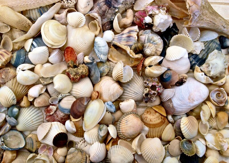 Assorted Seashells — Beige, Natural