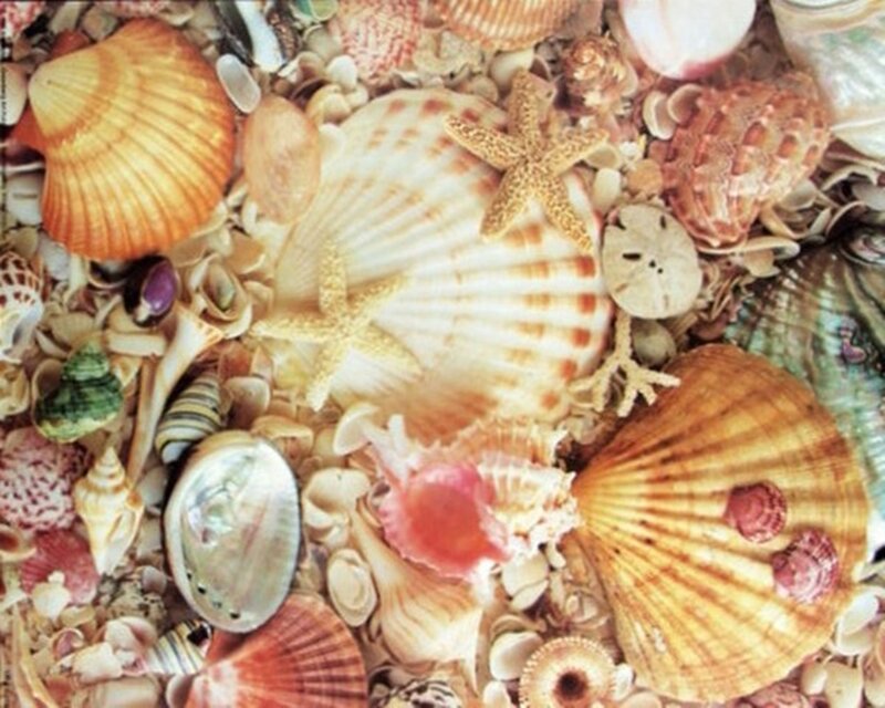 Assorted Seashells — Beige