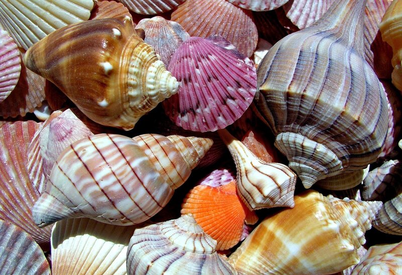 Assorted Seashells — Brown, Natural, Afternoon, Photograph, Shells, Sand, Sunlight