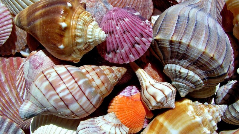 Assorted Seashells — Brown, Natural, Afternoon, Photograph, Shells