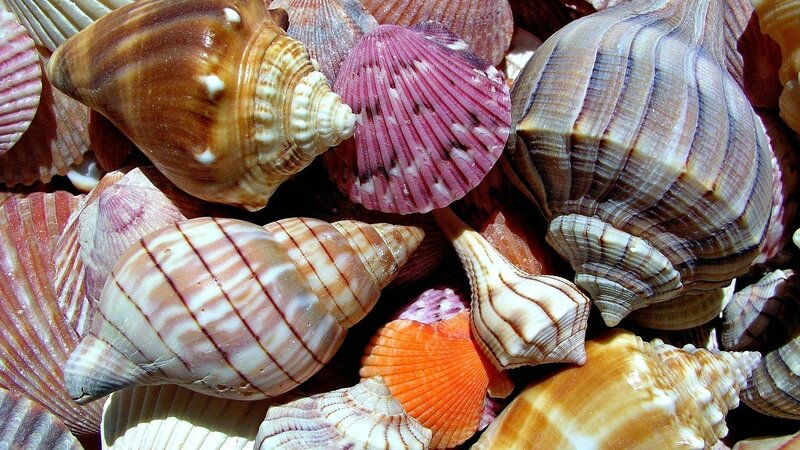 Assorted Seashells — Brown, Natural, Afternoon, Photograph