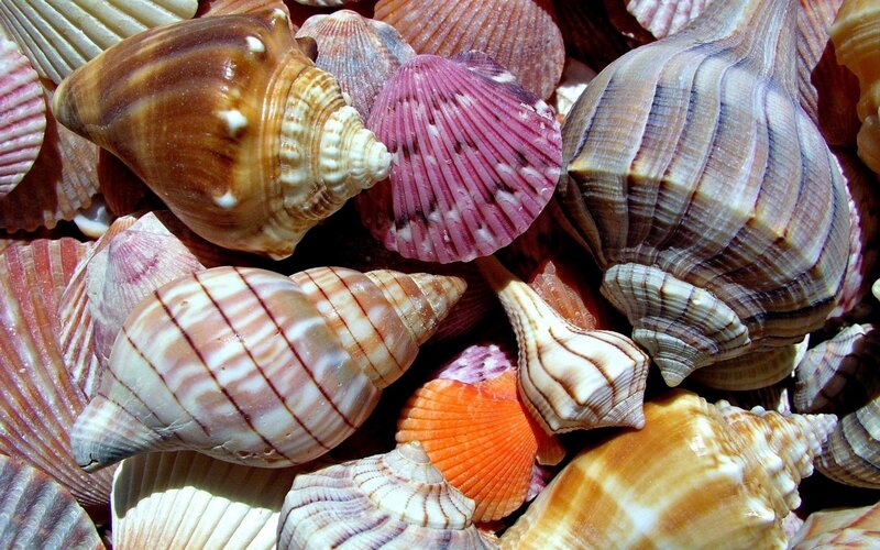 Assorted Seashells — Brown, Natural, Afternoon