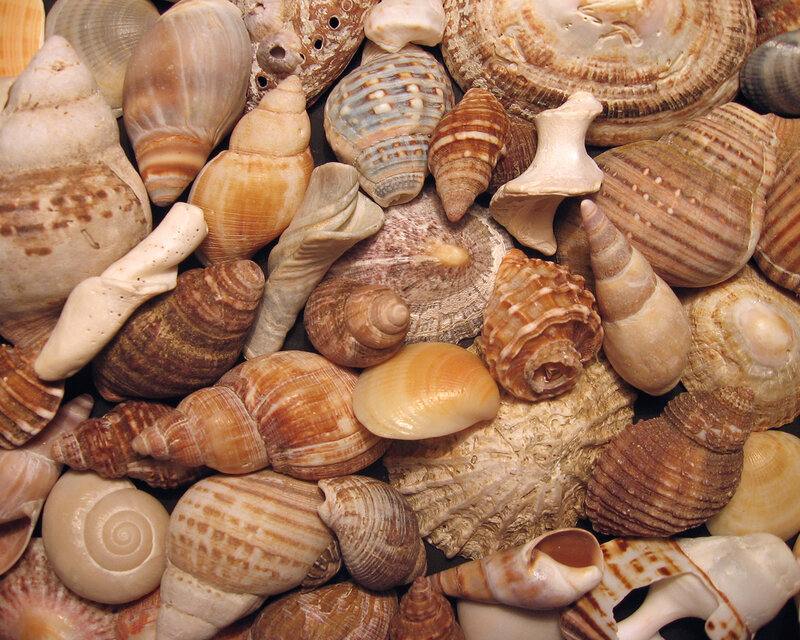 Assorted Seashells — Brown, Natural, Photograph, Shells, Sand, Ocean