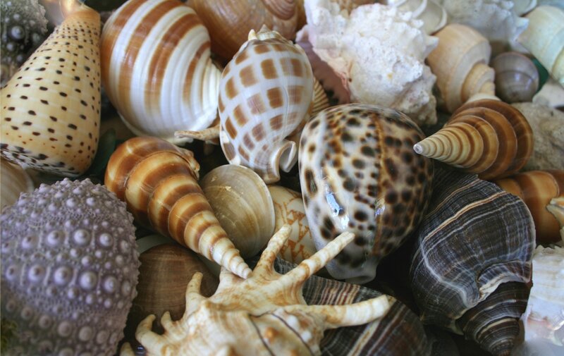 Assorted Seashells — Brown, Natural, Photograph, Shells