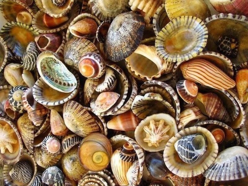 Assorted Seashells — Brown, Natural, Photograph