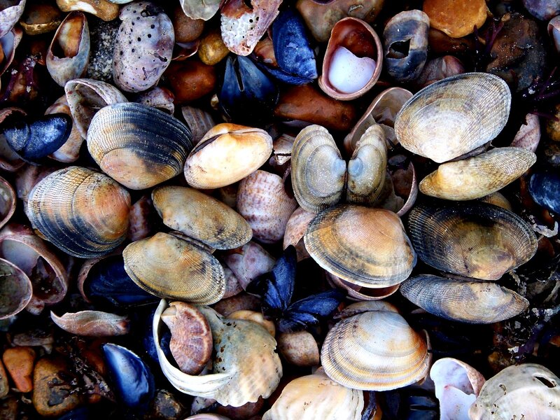 Assorted Seashells — Brown