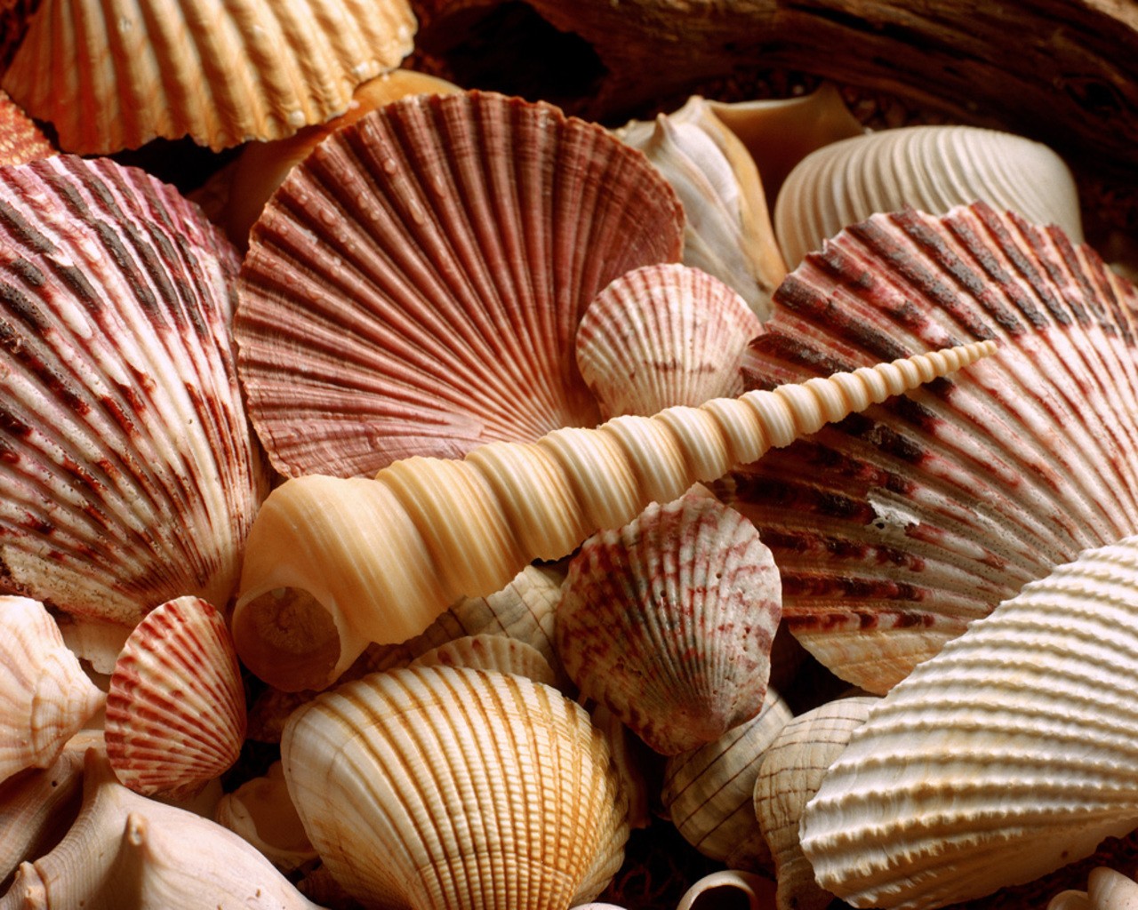 assorted seashells collection