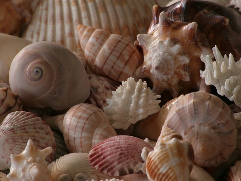 assorted seashells collection
