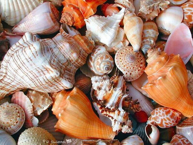 assorted seashells collection