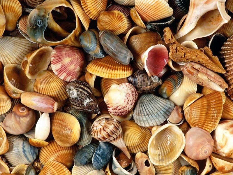 assorted seashells collection