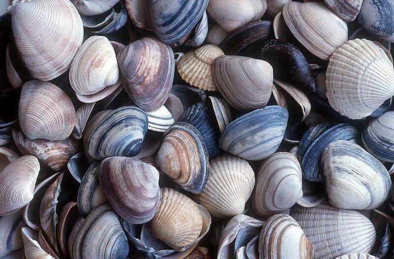 assorted seashells in a pile