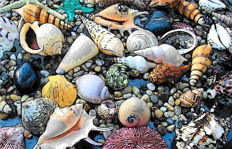 Assorted Seashells on Pebbles