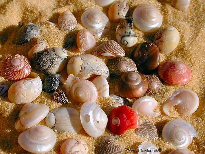Assorted Seashells on Sand