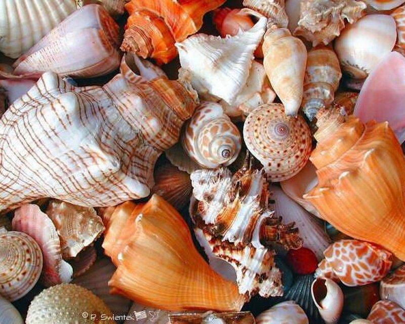 Assorted Seashells — Orange