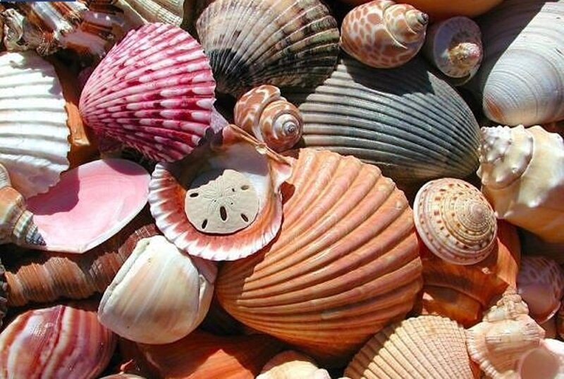 Assorted Seashells — Pink
