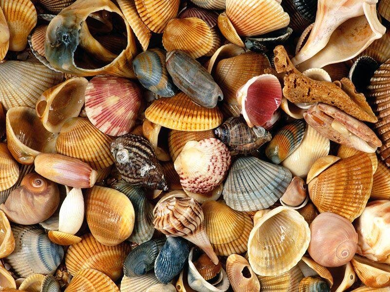 Assorted Seashells