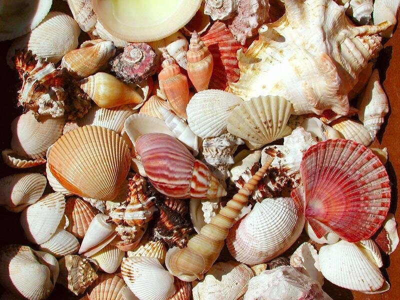 Assorted Seashells — White, Calm, Afternoon