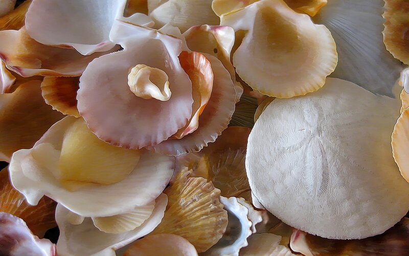 Assorted Seashells — White, Calm, Photograph, Sand Dollar
