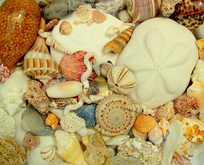 Assorted Seashells — White, Calm, Photograph, Sand Dollars
