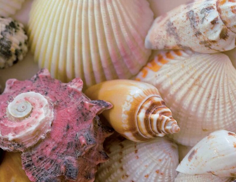 Assorted Seashells — White, Calm, Photograph, Shells, Sand