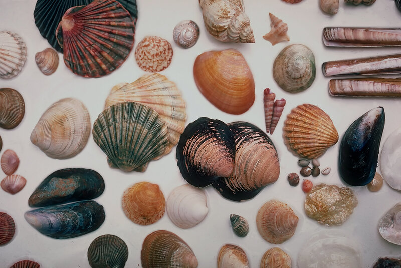 Assorted Seashells — White, Calm, Photograph, Shells