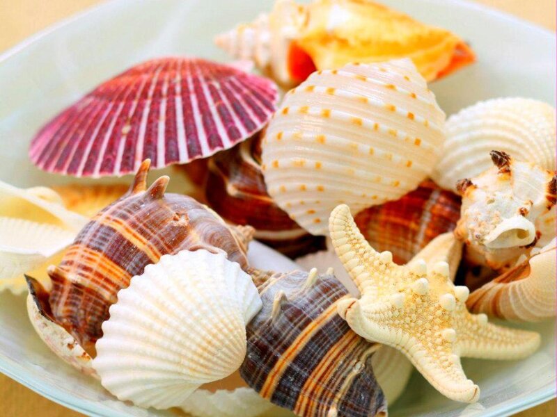 Assorted Seashells — White, Calm, Photograph, Starfish, Shell