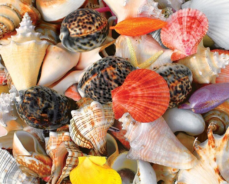Assorted Seashells — White, Calm, Photograph, Starfish, Shells