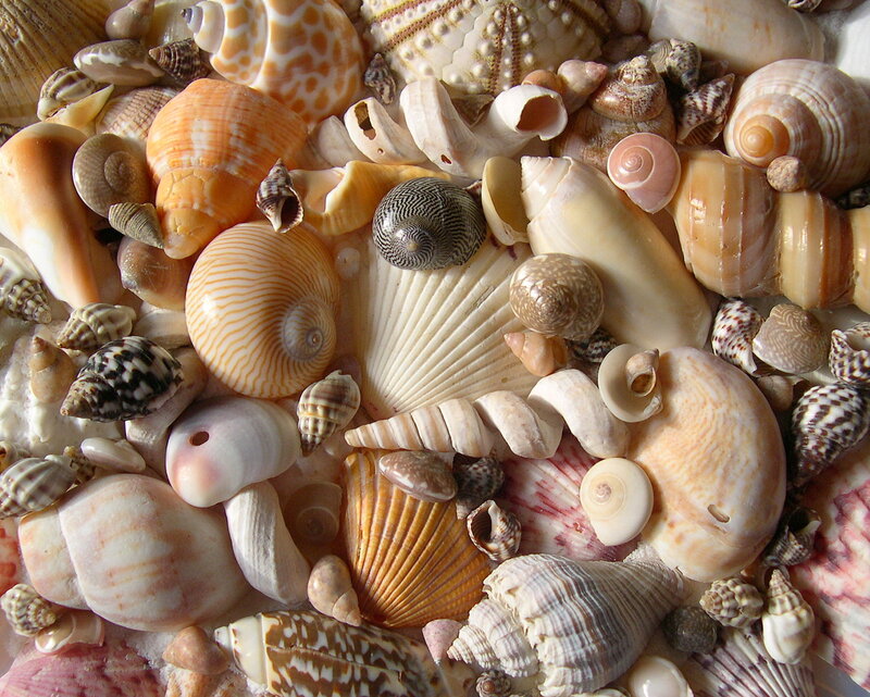 Assorted Seashells — White, Calm