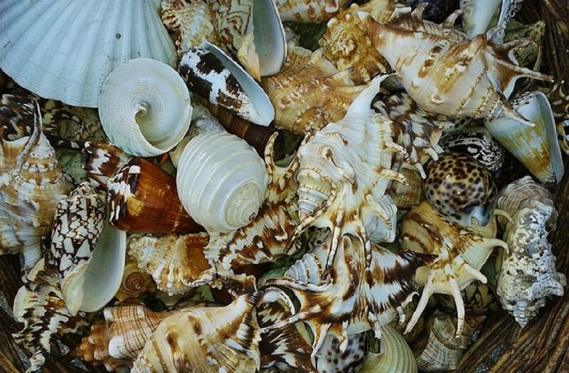 Assorted Seashells — White, Natural, Photograph