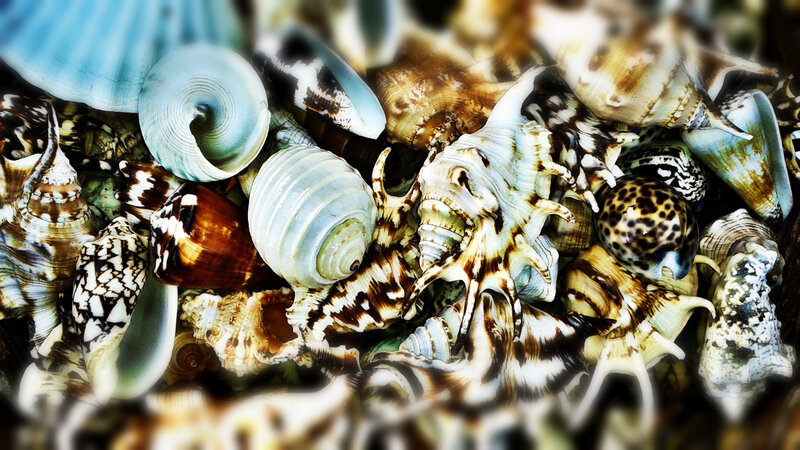 Assorted Seashells — White, Natural