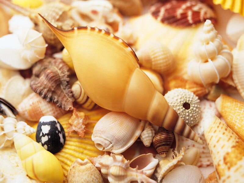 Assorted Seashells — Yellow