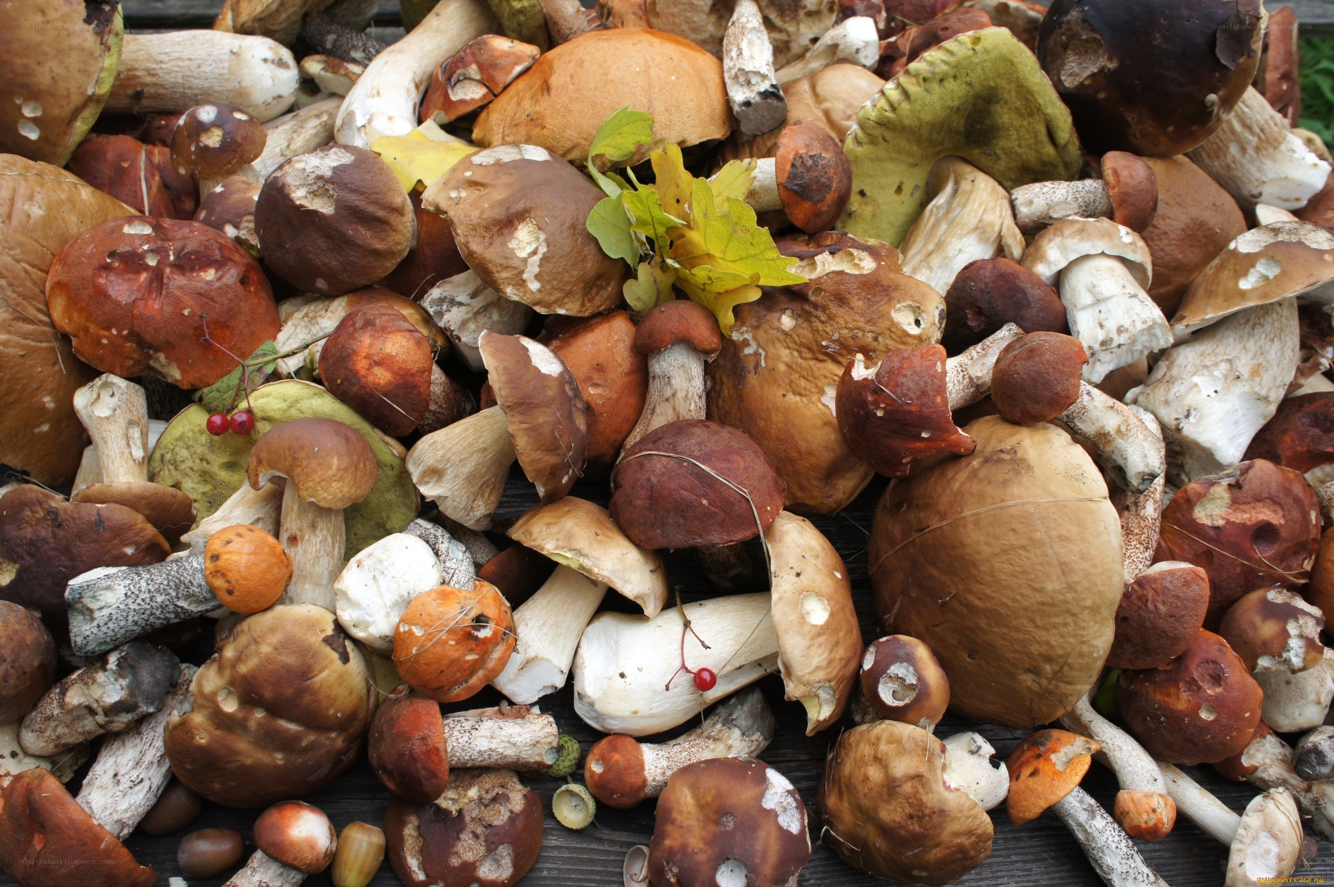 Assorted wild mushrooms collection