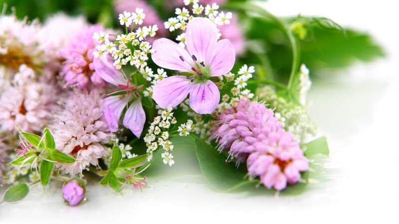 Assorted wildflowers in bloom