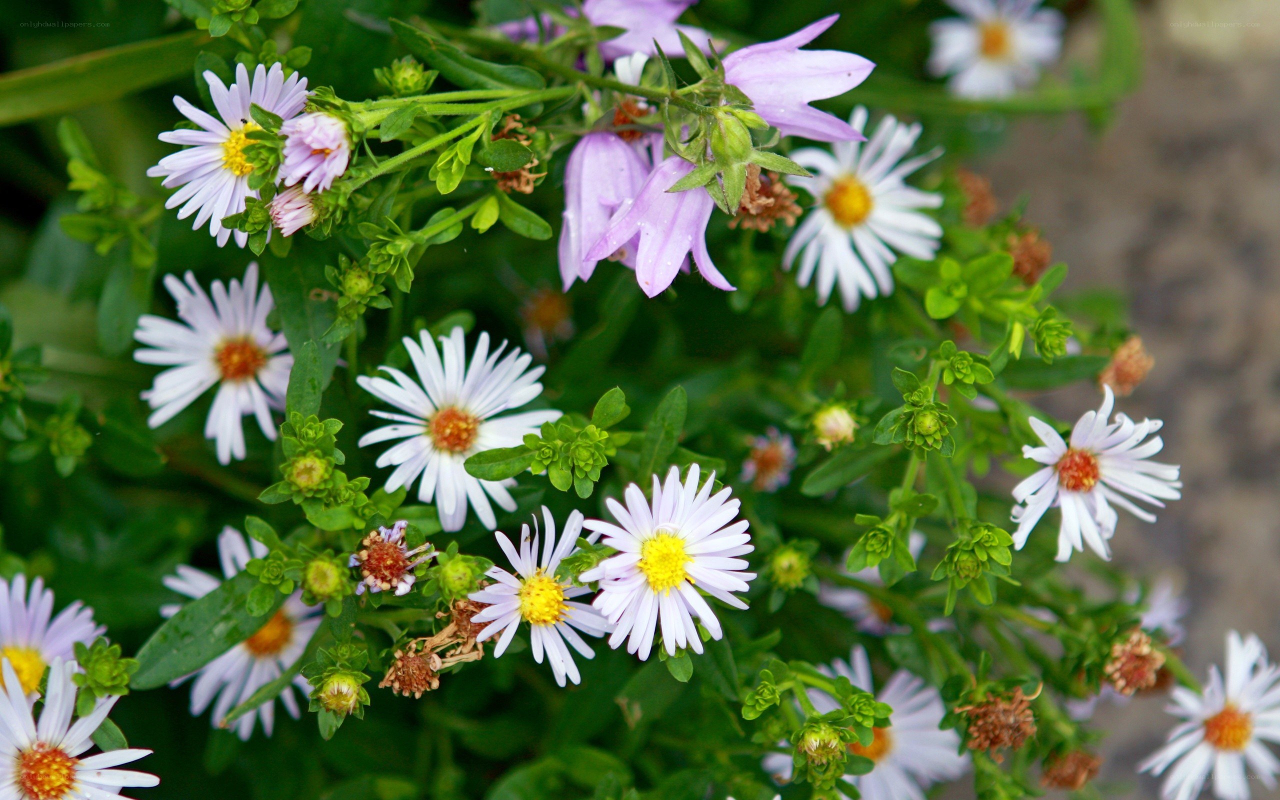 astilbe and aster flowers