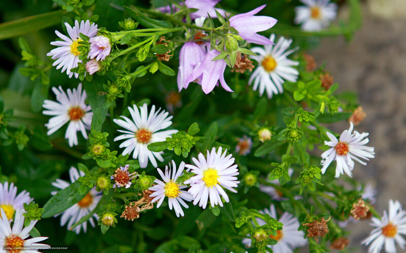 Astilbe and Aster Flowers — White