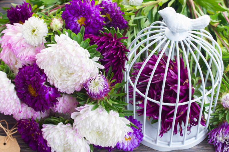 Astilbe Flowers in Birdcage