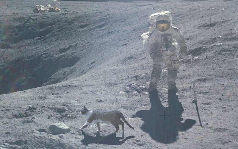 astronaut and cat on moon