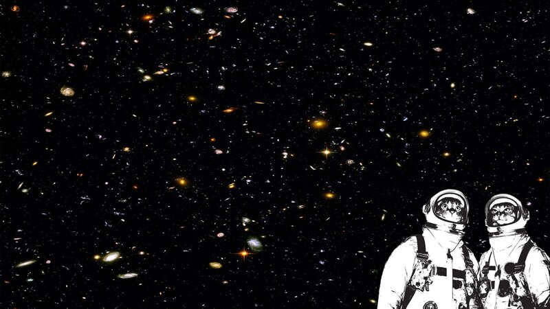 astronaut cats in space