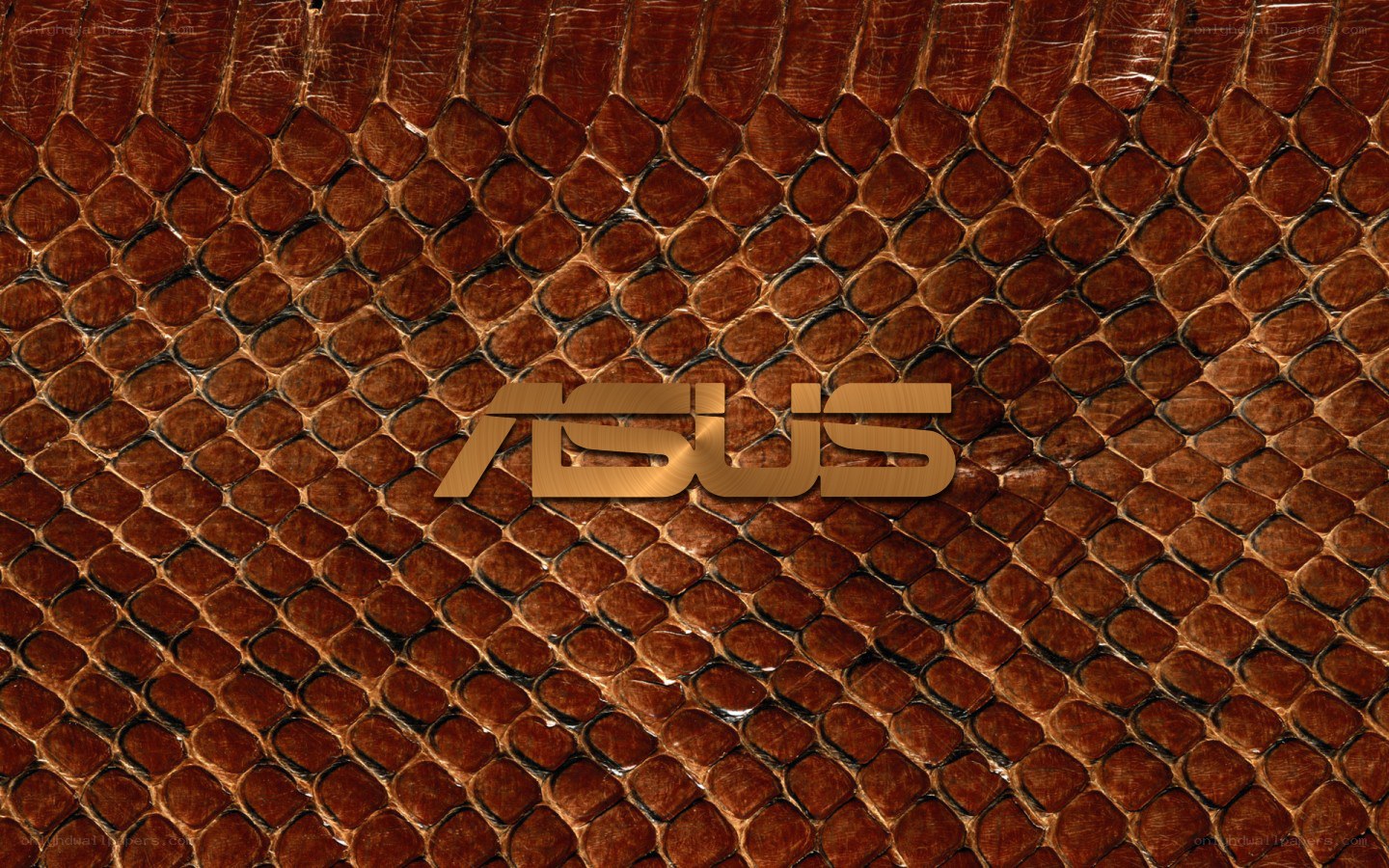 ASUS logo on snake skin