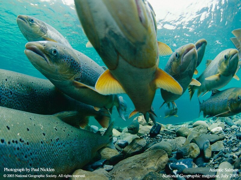 Atlantic Salmon in River