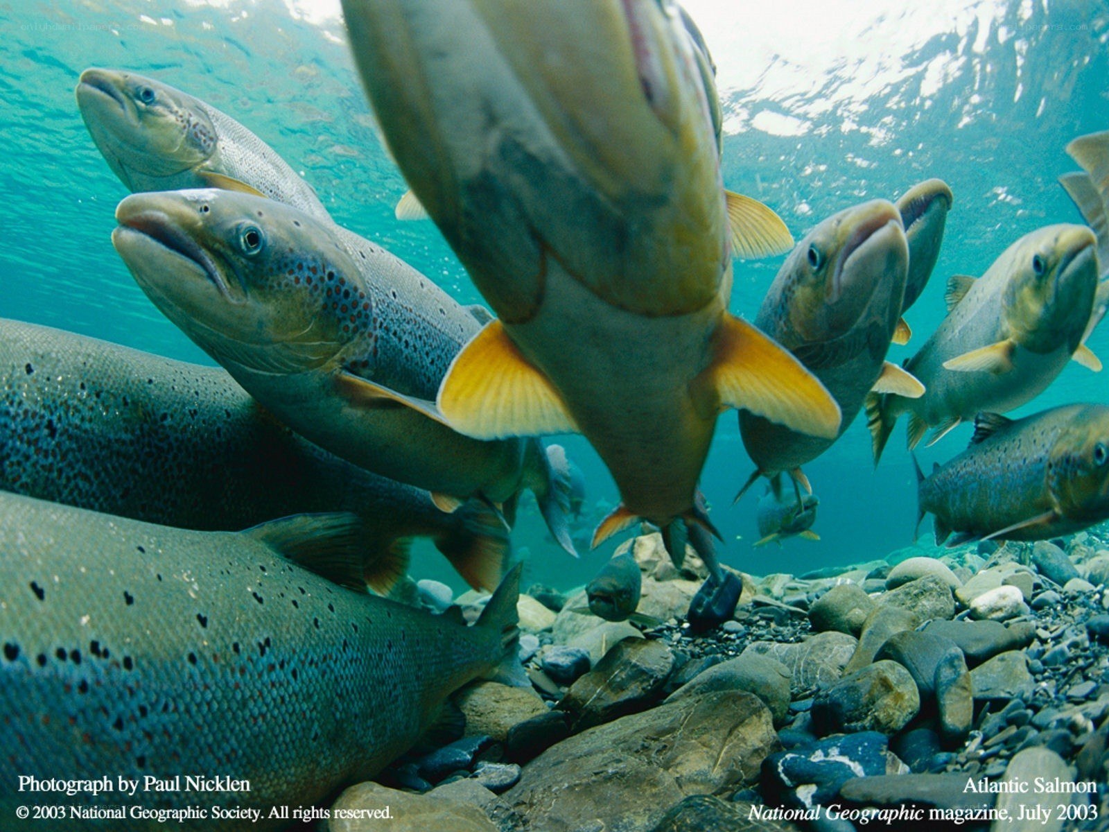 Atlantic Salmon in River