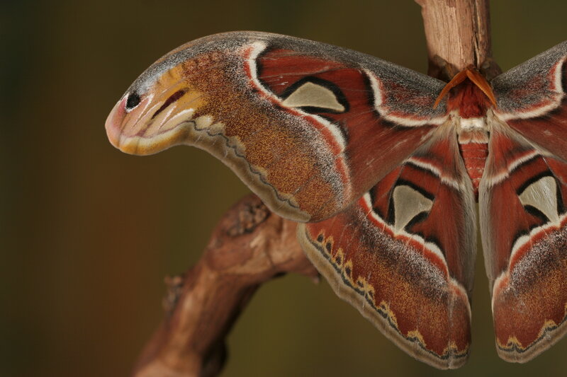 Atlas moth on a branch