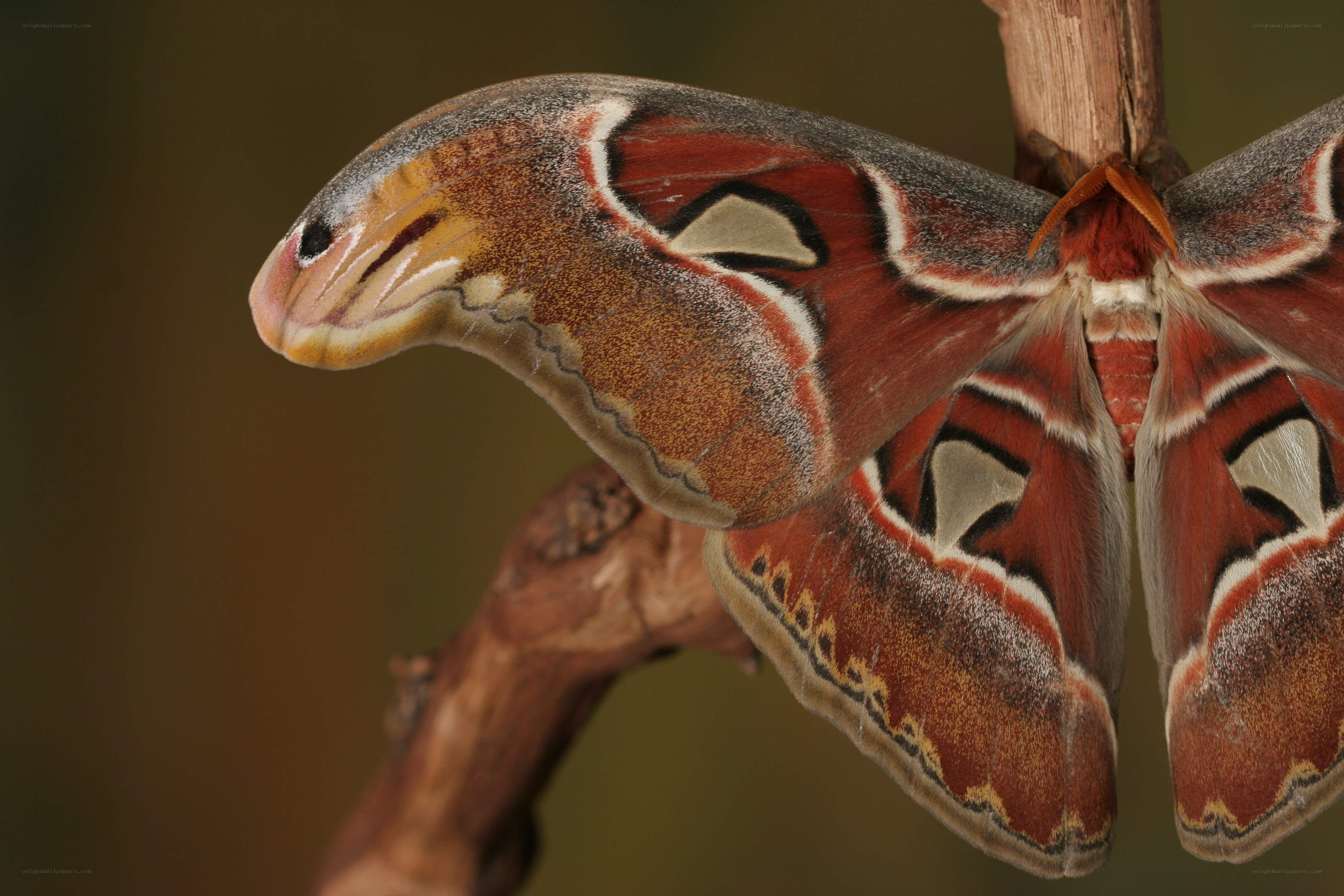 Atlas moth on a branch