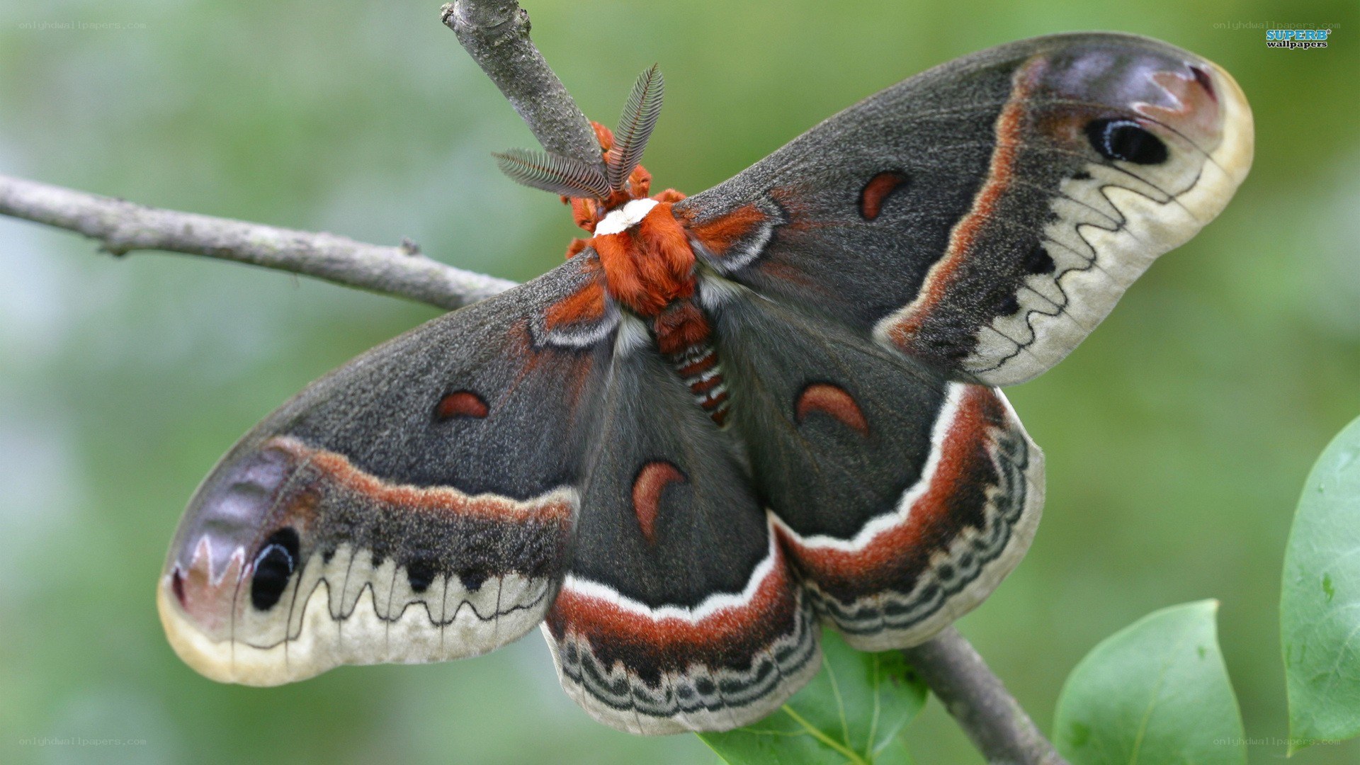 Atlas moth on a branch