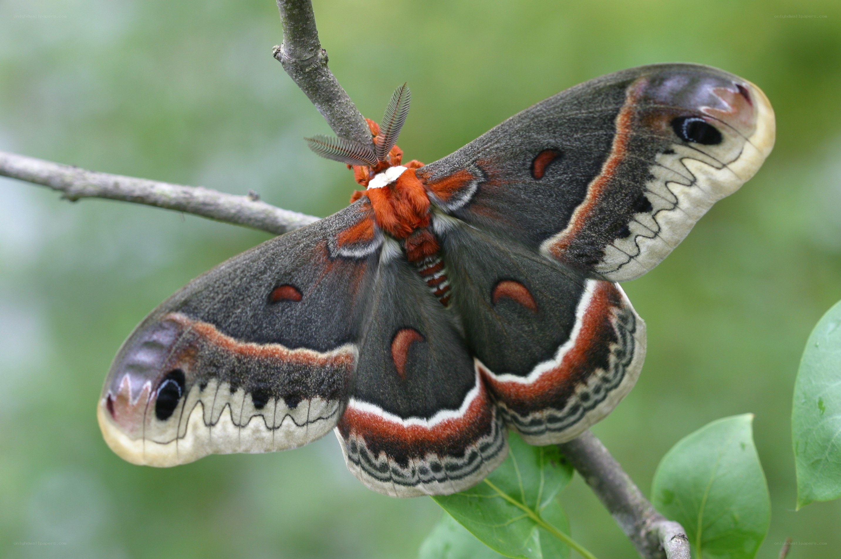 Atlas moth on a branch