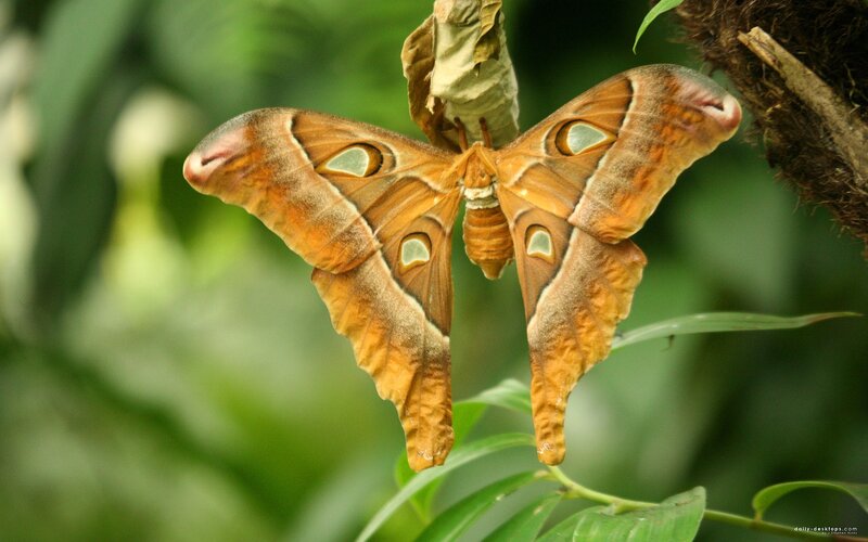 Atlas moth on a leaf