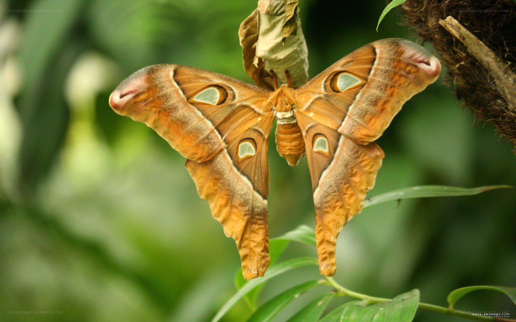 Atlas moth on a leaf